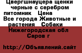 Цвергшнауцера щенки черные с серебром питомник › Цена ­ 30 000 - Все города Животные и растения » Собаки   . Нижегородская обл.,Саров г.